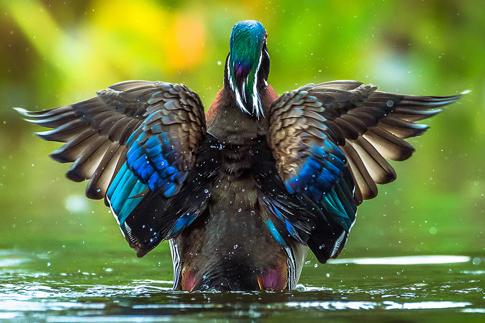 Maiden Visit Of Beautiful American Wood Duck By Saurabh Sirohiya