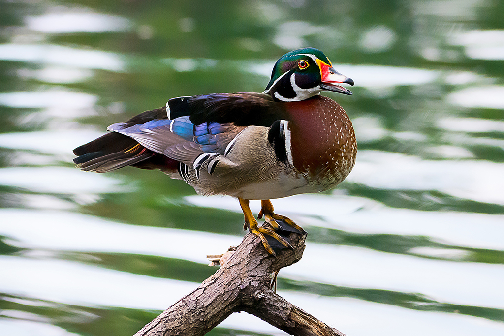 Maiden Visit Of Beautiful American Wood Duck By Saurabh Sirohiya