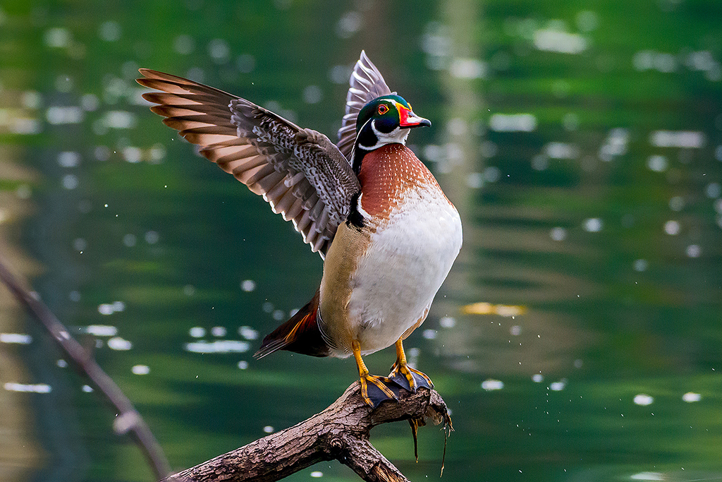 Maiden Visit Of Beautiful American Wood Duck By Saurabh Sirohiya