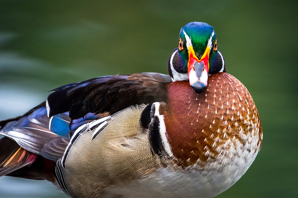 Maiden Visit Of Beautiful American Wood Duck By Saurabh Sirohiya