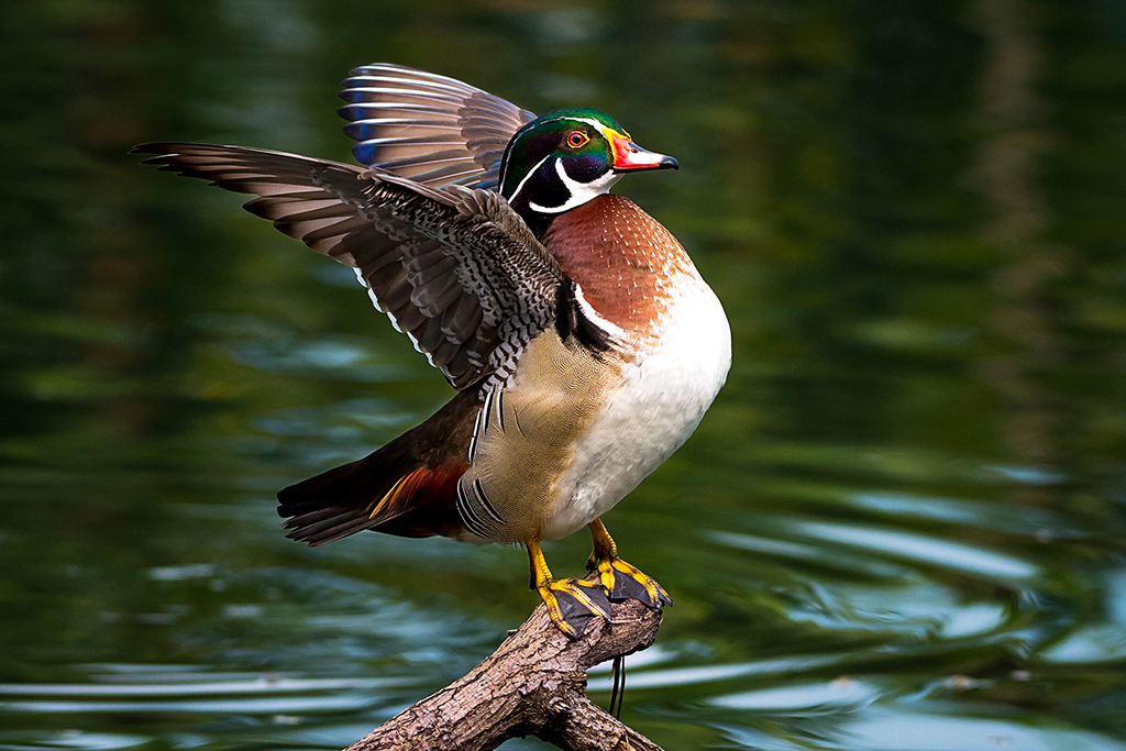 Maiden Visit Of Beautiful American Wood Duck By Saurabh Sirohiya