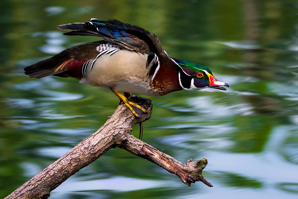 Maiden Visit Of Beautiful American Wood Duck By Saurabh Sirohiya