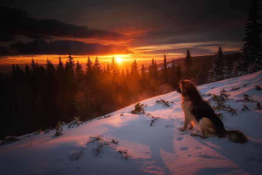 The Dog And Sunrise