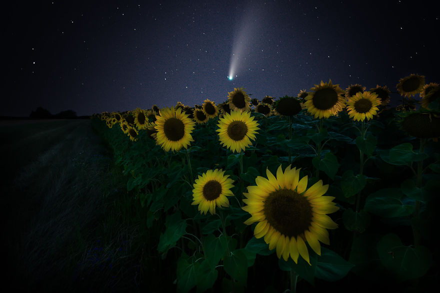 The Comet Neowise Above The Sunflowers Near Sofia, Bulgaria