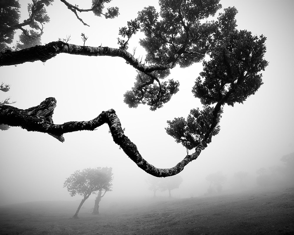 Fanal Madeira Árvores Antigas Por Michael Schlegel