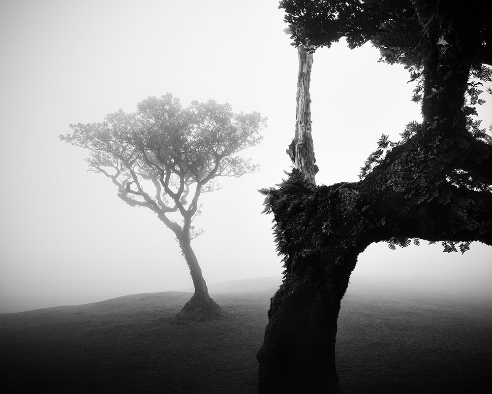 Fanal Madeira Ancient Trees By Michael Schlegel