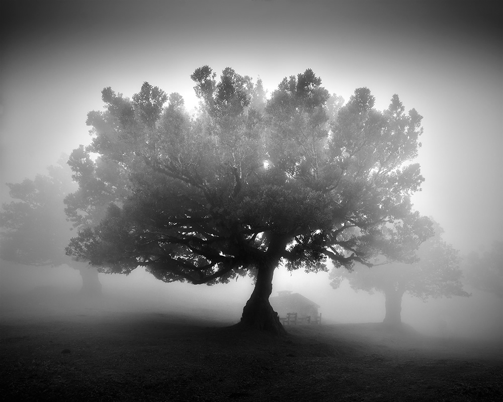 Fanal Madeira Árvores Antigas Por Michael Schlegel