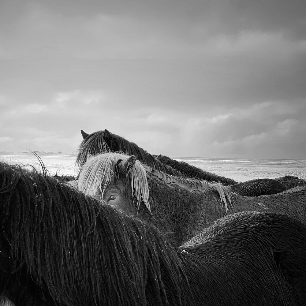 1st Place, Animals - Xiaojun Zhang, China