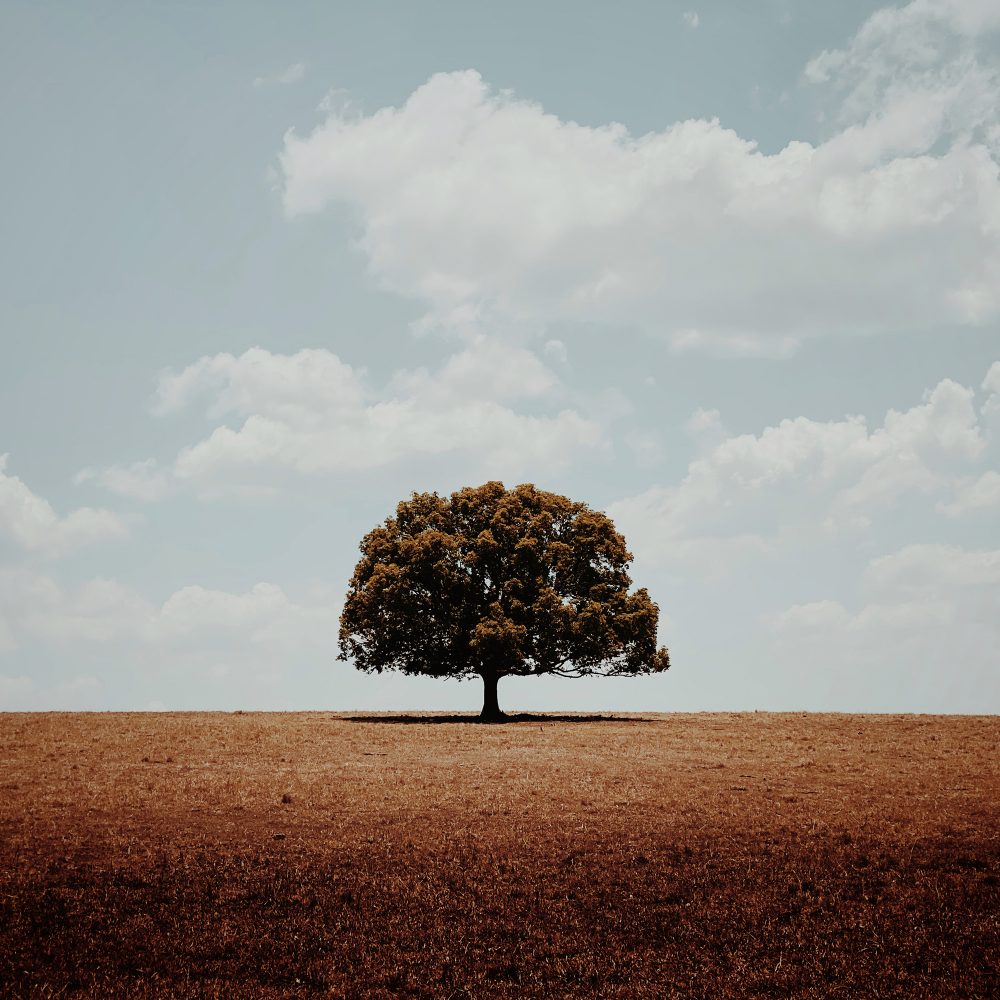 1st Place, Trees - Glenn Homann, Australia