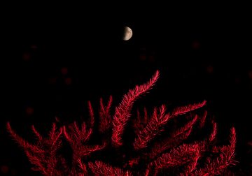 Nothing Botanics: Fine Art Photography By Raffaello De Vito