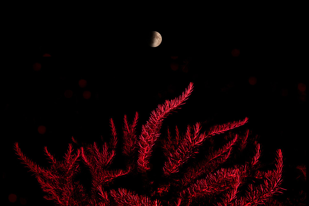 Nothing Botanics: Fine Art Photography By Raffaello De Vito