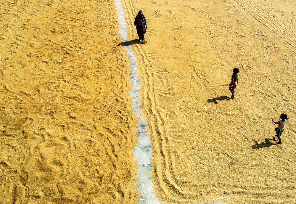 Paddy Grain Drying Process Of Village People By Ehsanul Siddiq Aranya