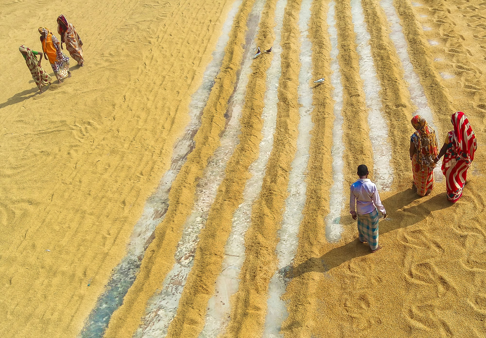 Paddy Grain Drying Process Of Village People By Ehsanul Siddiq Aranya