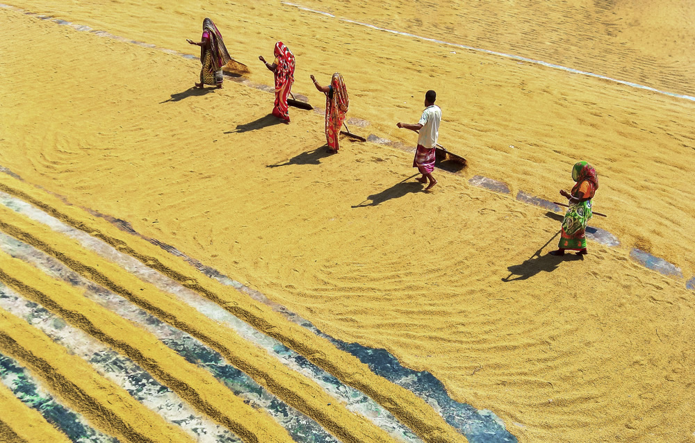 Paddy Grain Drying Process Of Village People By Ehsanul Siddiq Aranya