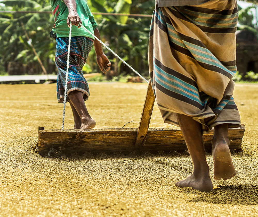 Paddy Grain Drying Process Of Village People By Ehsanul Siddiq Aranya