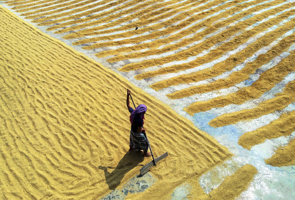 Paddy Grain Drying Process Of Village People By Ehsanul Siddiq Aranya