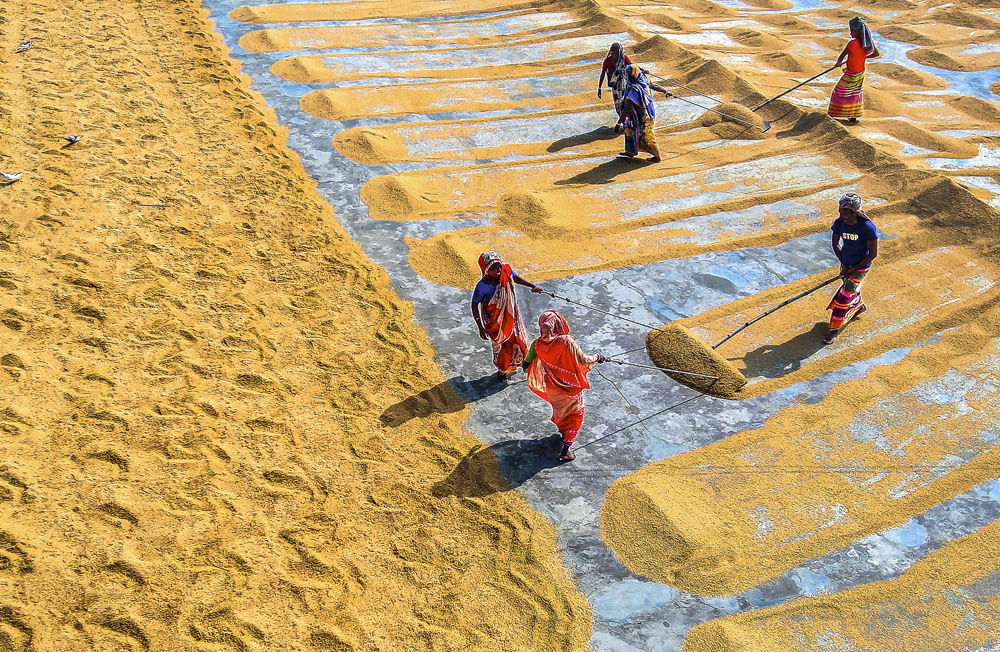 Paddy Grain Drying Process Of Village People By Ehsanul Siddiq Aranya