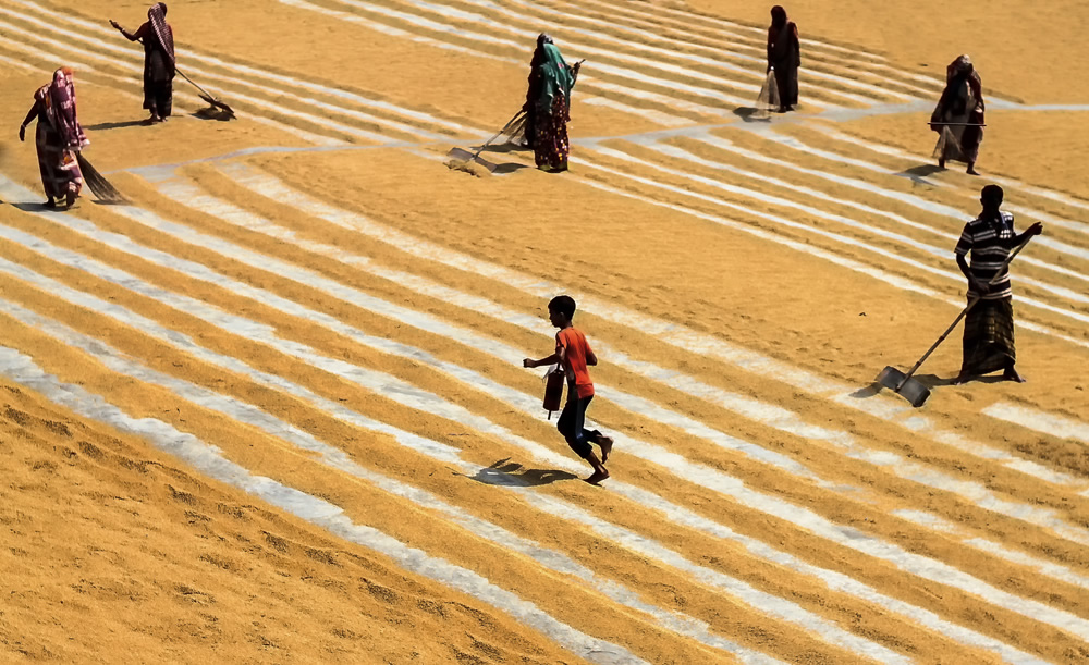 Paddy Grain Drying Process Of Village People By Ehsanul Siddiq Aranya