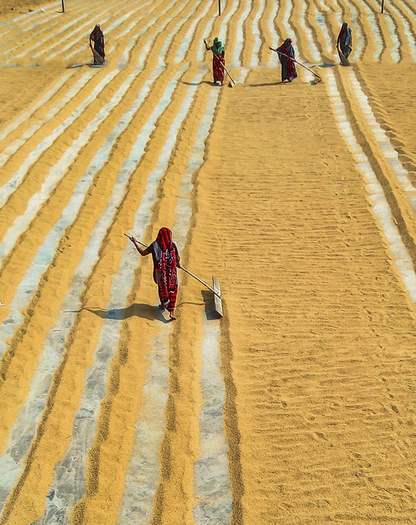 Paddy Grain Drying Process Of Village People By Ehsanul Siddiq Aranya