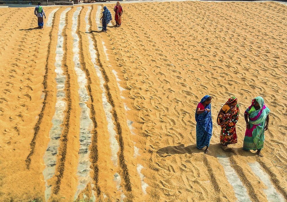 Paddy Grain Drying Process Of Village People By Ehsanul Siddiq Aranya