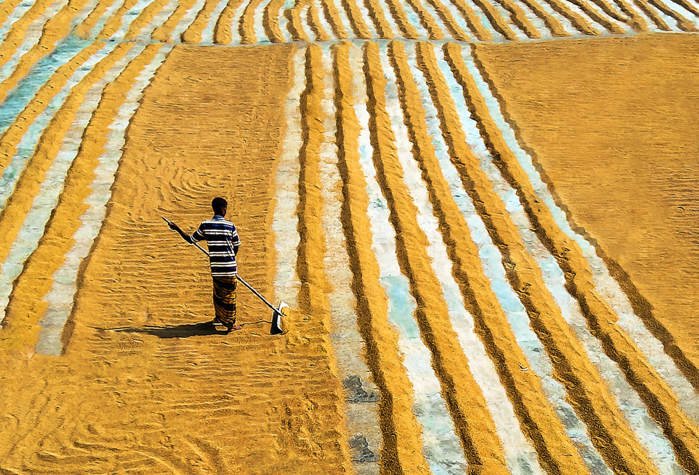 Paddy Grain Drying Process Of Village People By Ehsanul Siddiq Aranya