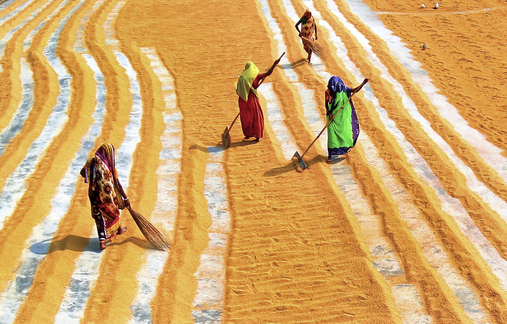 Paddy Grain Drying Process Of Village People By Ehsanul Siddiq Aranya