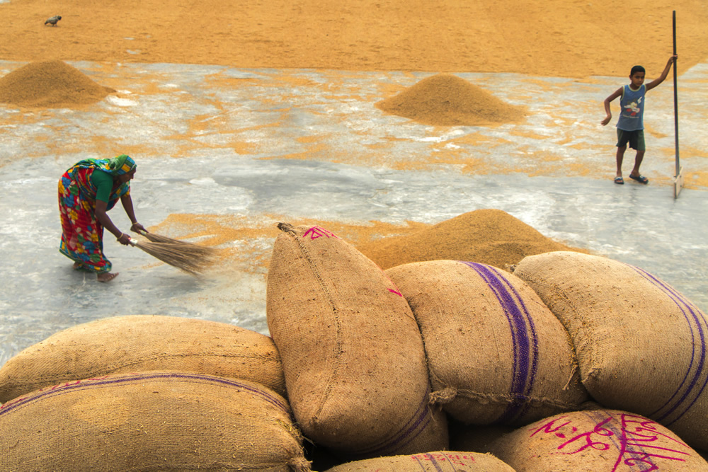 Paddy Grain Drying Process Of Village People By Ehsanul Siddiq Aranya