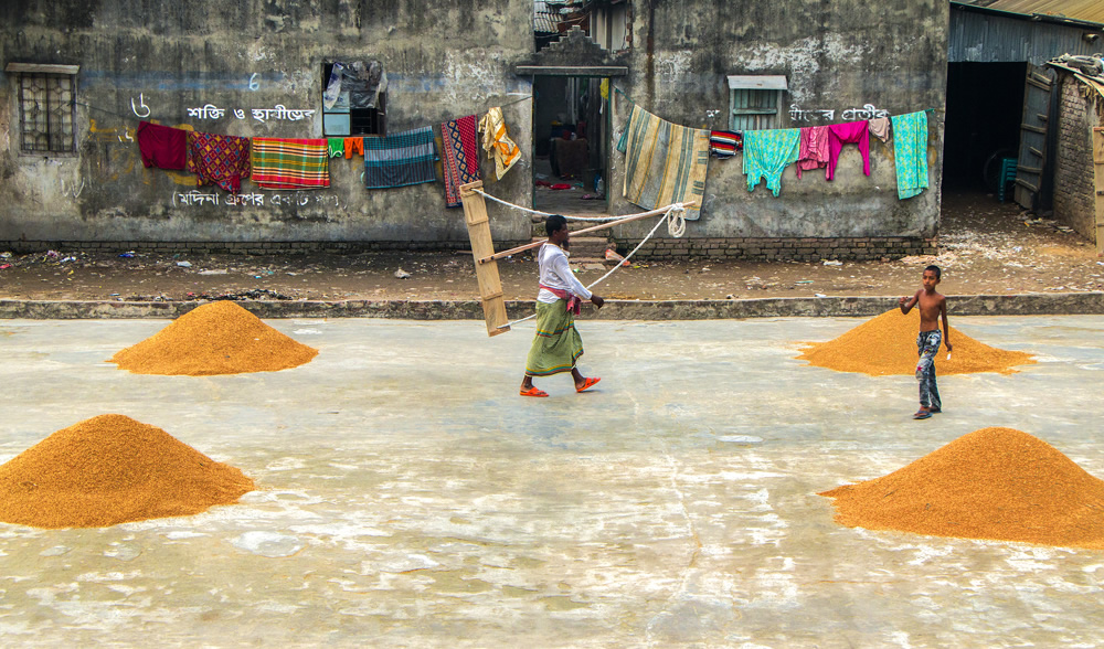 Paddy Grain Drying Process Of Village People By Ehsanul Siddiq Aranya