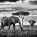 peter delaney elephants photography