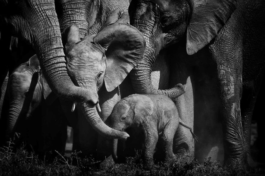 #1 Baby Elephant, Few Day Old New Addition, Bonds Of Love