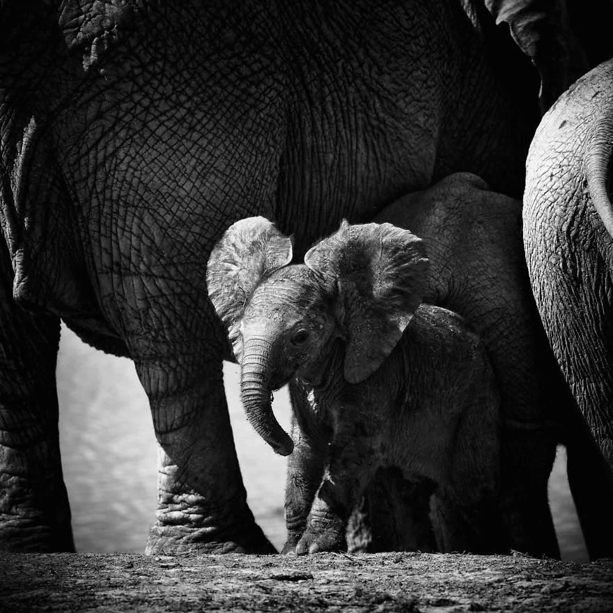 Wildlife Photographer Peter Delaney Captured African Elephants