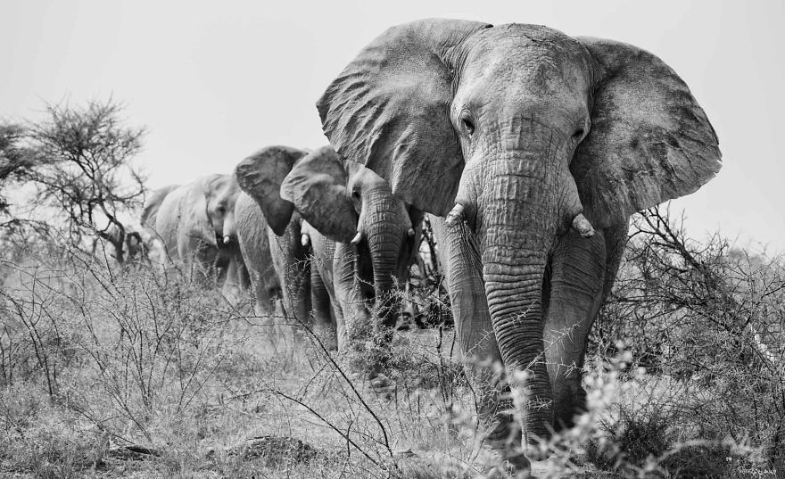 #9 Bull Elephants On The March