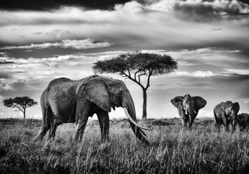Wildlife Photographer Peter Delaney Spent Countless Hours To Capture These Elephants Photos