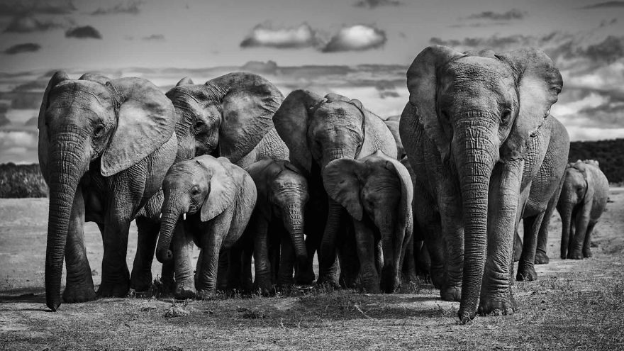 #11 Family Of Elephants