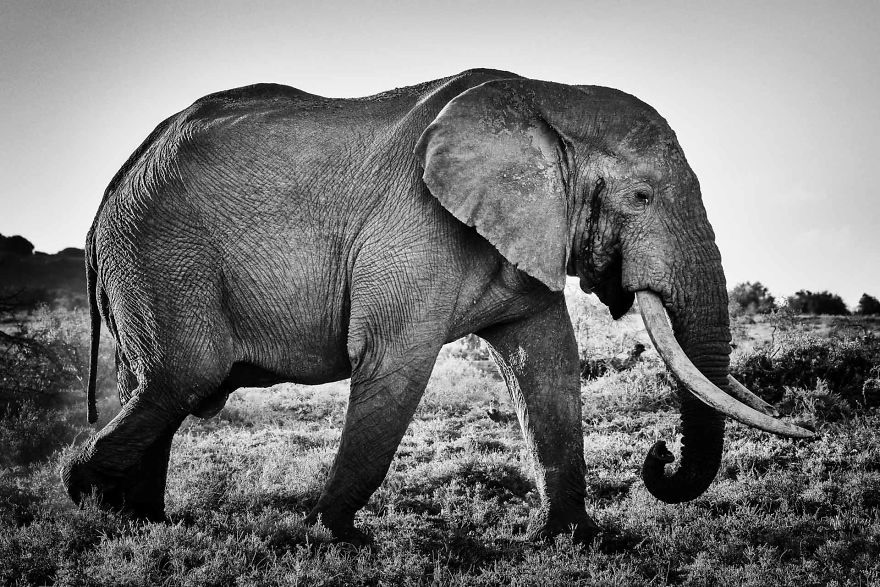 #15 Valli, Tusker Addo Elephant Reserve
