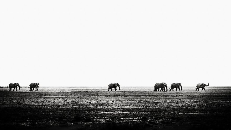 #23 Seven Bull Elephants Marching Across Etosha Pan