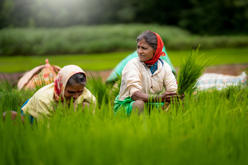 Rice Farming In Konkan, Maharashtra By Krantiveer Shivaji Bhuimbar