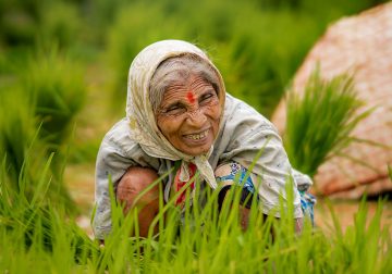 Rice Farming In Konkan, Maharashtra By Krantiveer Shivaji Bhuimbar