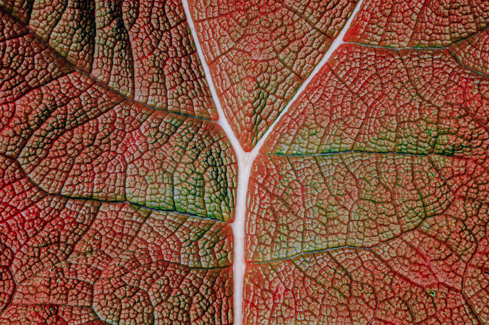 A Study Of Experimental Infrared Photography by Roland Kramer