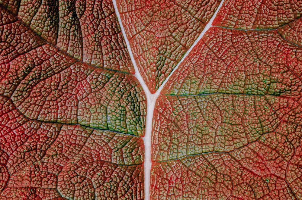 The Strange Series: A Study Of Experimental Infrared Photography by Roland Krämer 37 A Study Of Experimental Infrared Photography by Roland Kramer