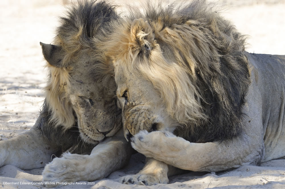 Spreading the Wildlife Gossip by Bernhard Esterer