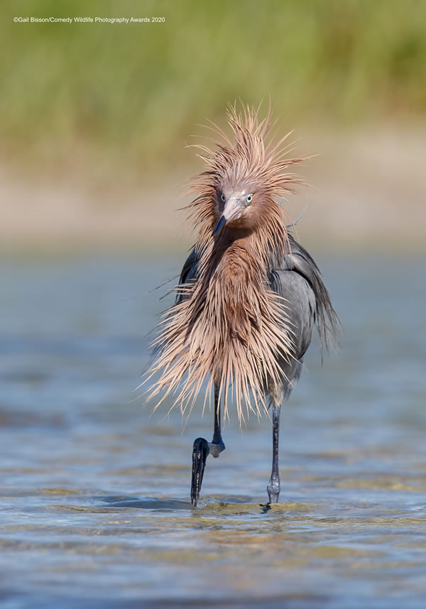 Covid Hair by Gail Bisson