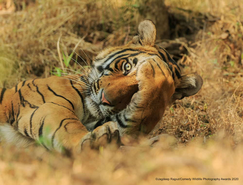 Peekaboo by Jagdeep Rajput