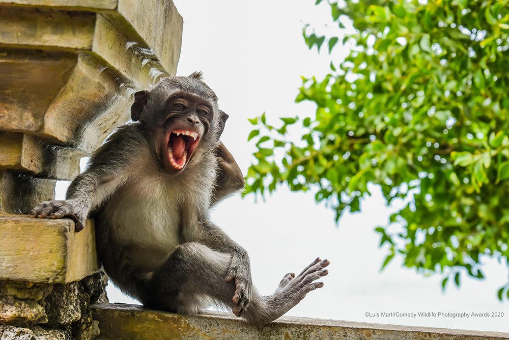 Macaque Striking a Pose by Luis Martí