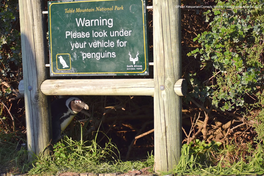 No Penguins Under Here by Pearl Kasparian