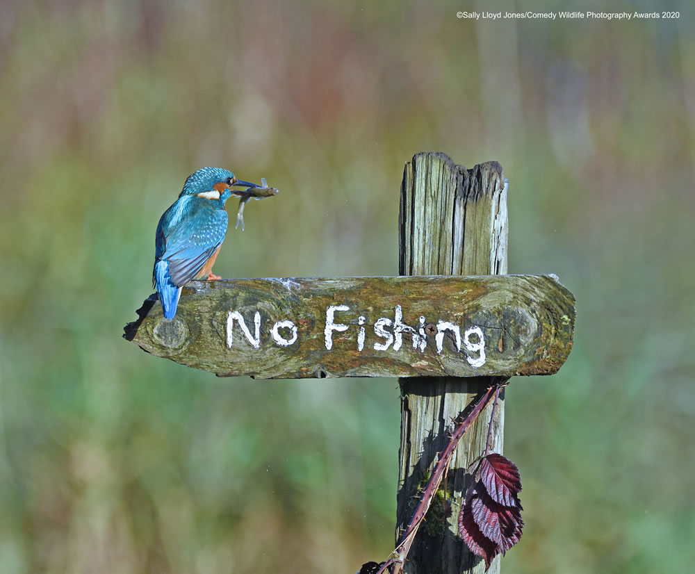 Its A Mocking Bird by Sally Lloyd Jones