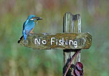 44 Finalists Of Comedy Wildlife Photography Awards 2020