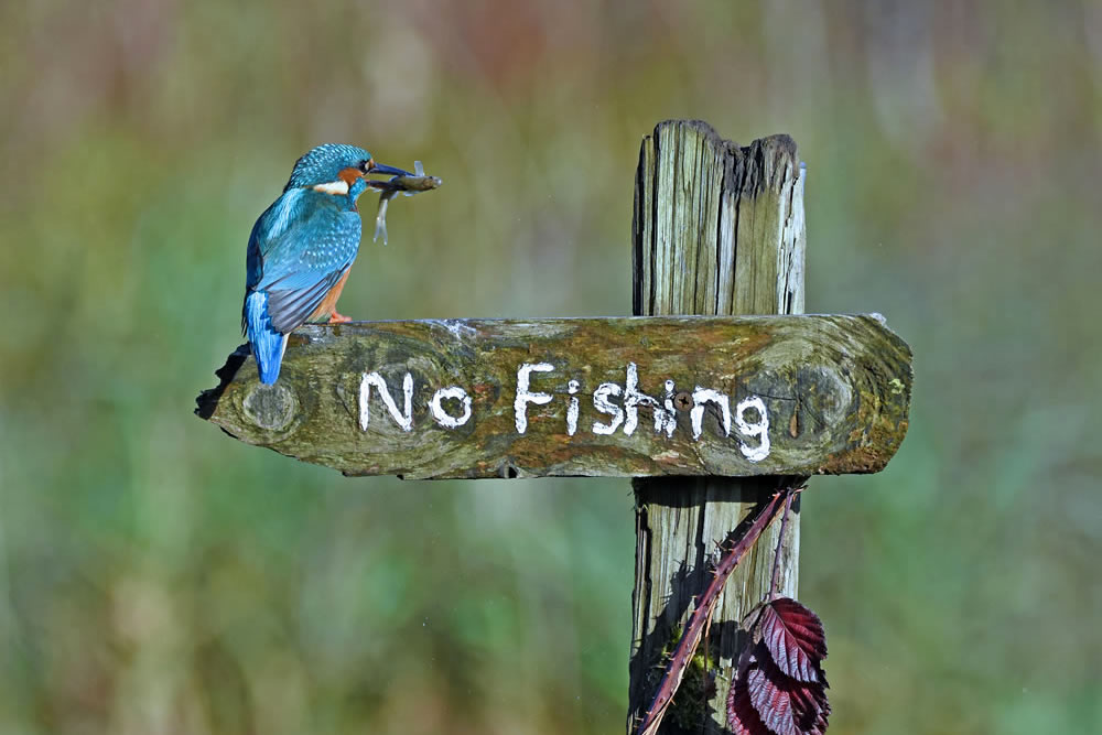 44 Finalists Of Comedy Wildlife Photography Awards 2020