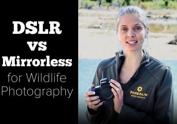 Mirrorless Vs DSLR For Wildlife Photography