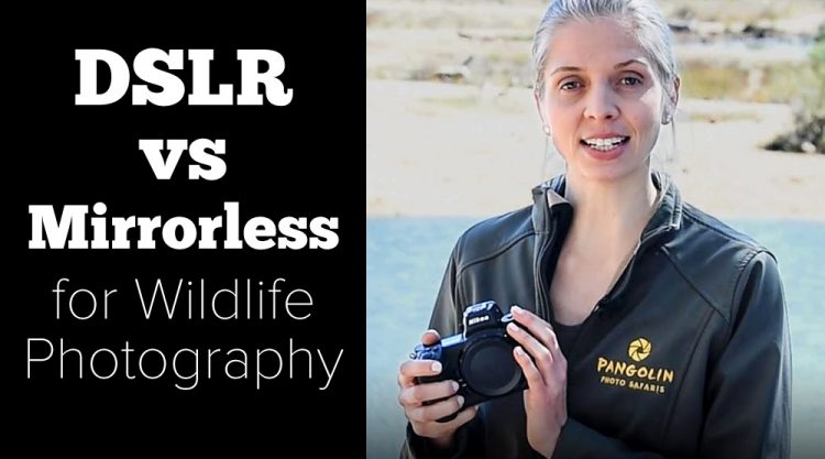Mirrorless Vs DSLR For Wildlife Photography